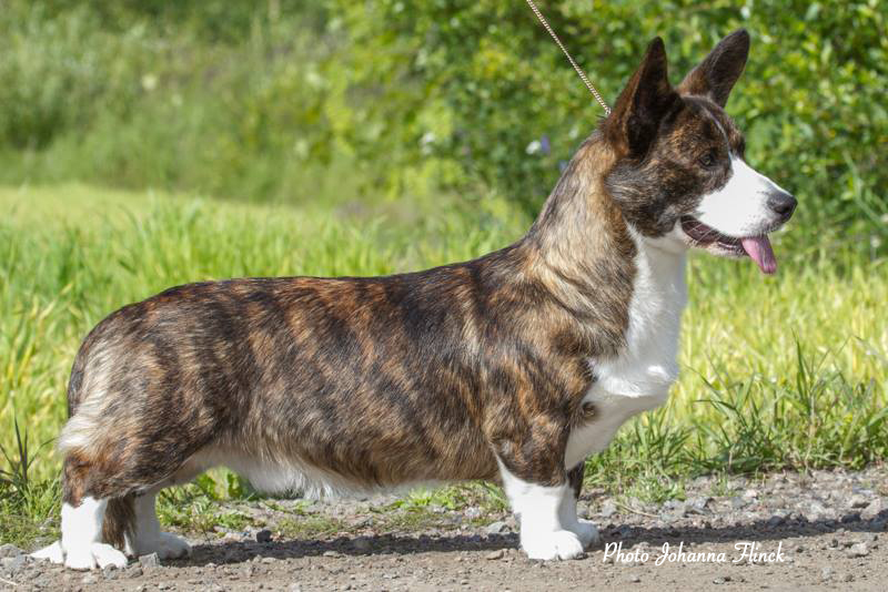 Standard du Welsh Cardigan Société Centrale Canine